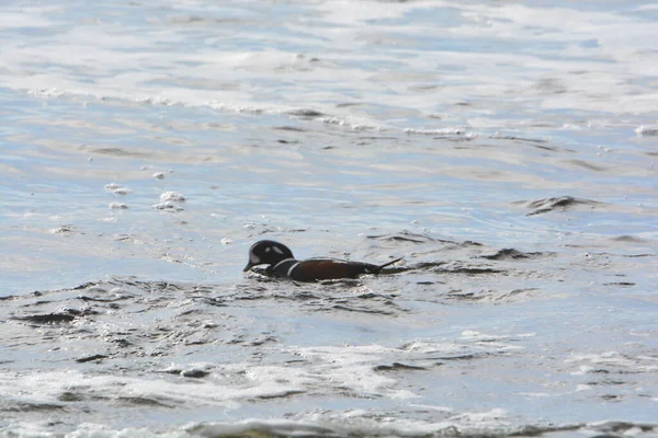 Harlequin Ducks playing in the surf on the shores of Vancouver island