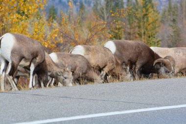 rocky mountain bighorn sheep along jasper highway
