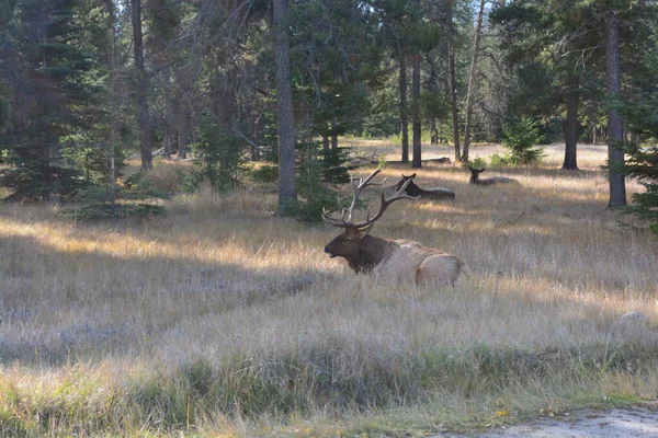 Large Bull Rocky Mountain Elk Pictures Taken Jasper Alberta — Stock Photo, Image