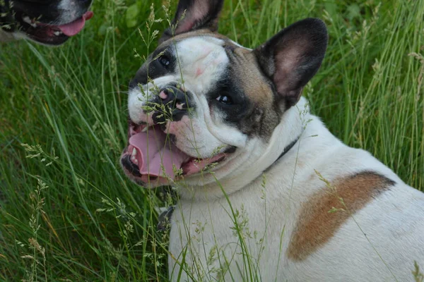 Winston French Bulldog Looking Fabulous — Stockfoto