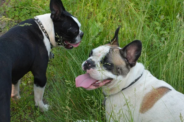 Winston French Bulldog Looking Fabulous His Friend Oreo — Fotografia de Stock