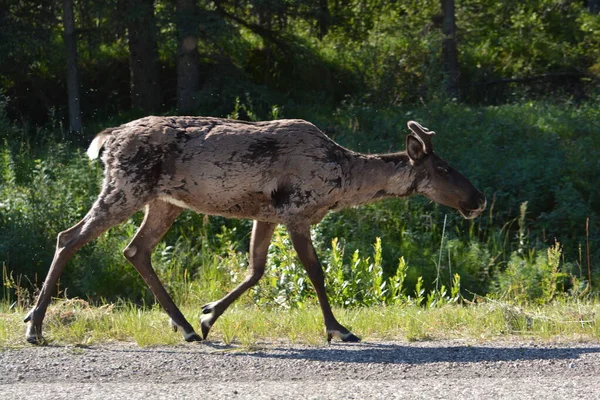 Caribou Going Crazy Flies Mosquitoes — Stockfoto