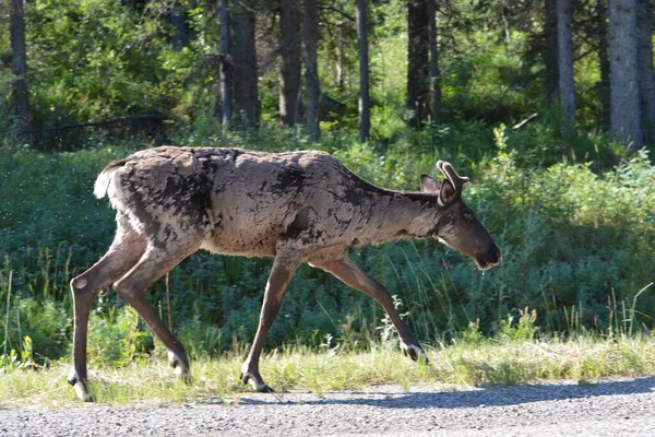 Caribou Going Crazy Flies Mosquitoes — Photo