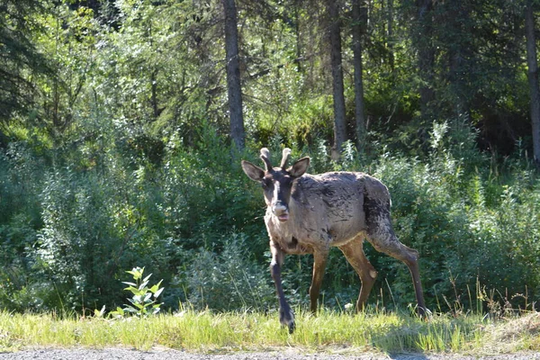 Caribou Going Crazy Flies Mosquitoes — Photo