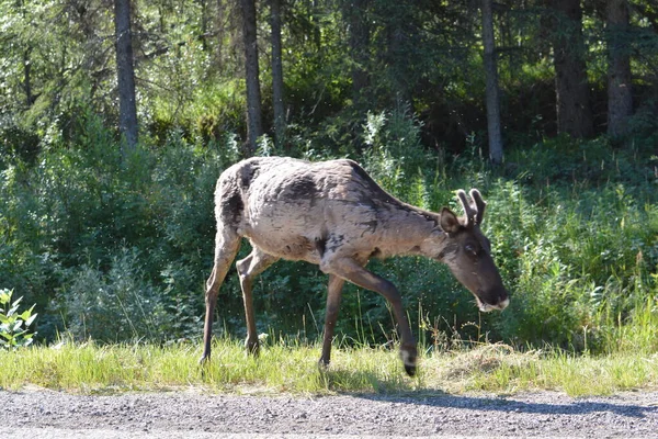 Caribou Going Crazy Flies Mosquitoes — Photo