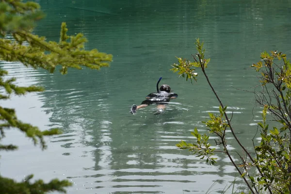 Lady Scuba Diving Fresh Water Lake — Fotografia de Stock