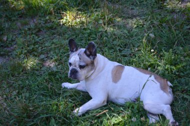winston the french bulldog having a rest