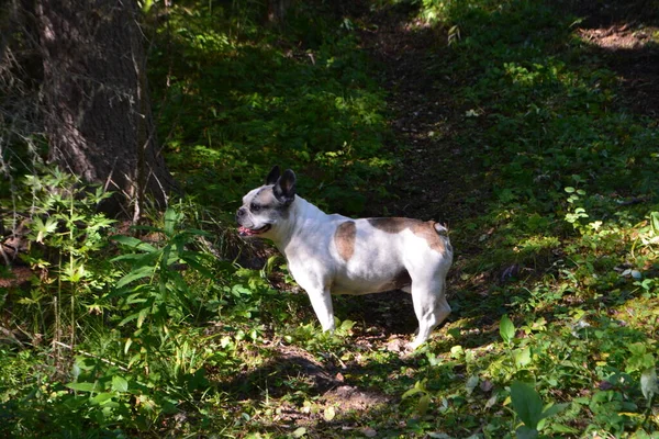 Winston French Bulldog Taking Walk Nature Trail — Zdjęcie stockowe