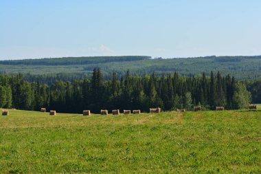 hay bales ready to be picked up - hay field in northern bc