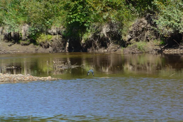 The belted Kingfisher a spectacular, large kingfisher with an outrageous 