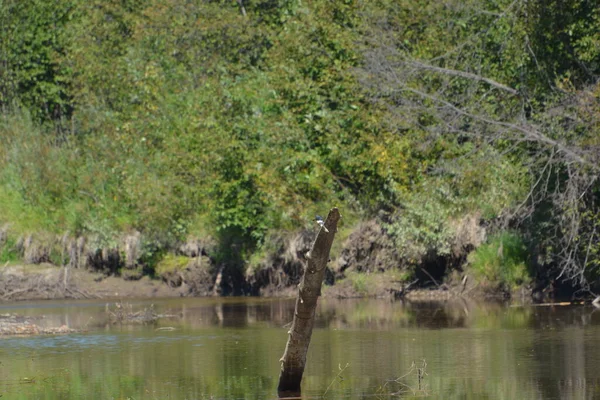 The belted Kingfisher a spectacular, large kingfisher with an outrageous 