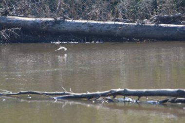 a pair of wilsons snipes feeding and flying along the river