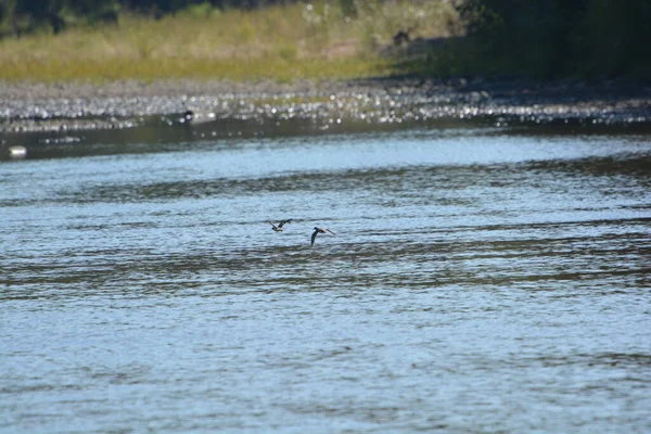 Pair Wilsons Snipes Feeding Flying River — Stockfoto