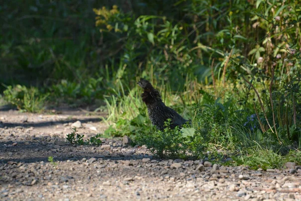 grouse eating pebbles along the trail 