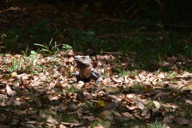 iguana on a grass background enjoying some sun