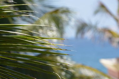 palm leaves with faded ocean and sky in background