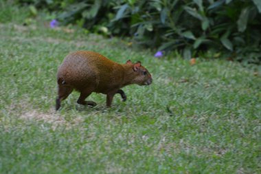 Sereque in mexico looking for meal 