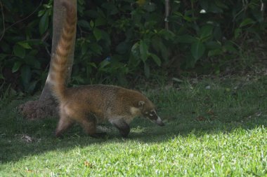 Cacomistle or coati wandering about in mexico