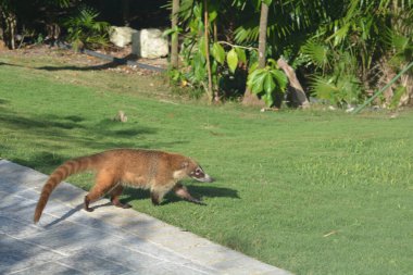 Cacomistle or coati wandering about in mexico