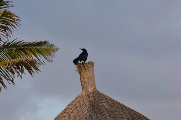 black bird in the nest on the roof of the palm roof
