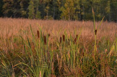 Kedi kuyrukları arka planda çimlerle vahşi bir şekilde büyüyor.