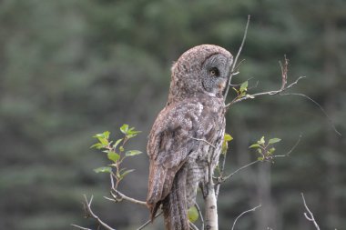 Ormanda büyük gri bir baykuş