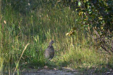 Yakından yaklaş, yaklaş.