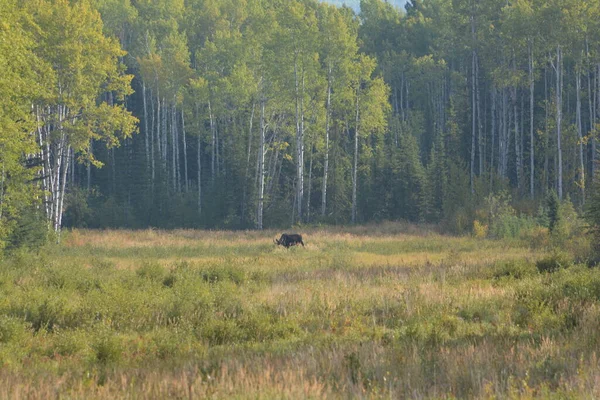 Bull Moose Grazing Morning Sun — Stock Photo, Image