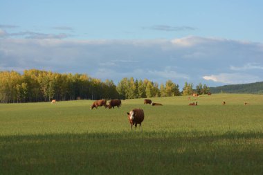 yeşil alanında otlayan inekler