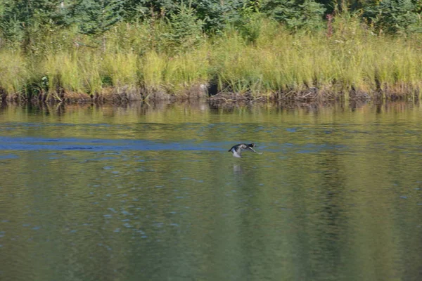 Ente Flug Über Wasser — Stockfoto