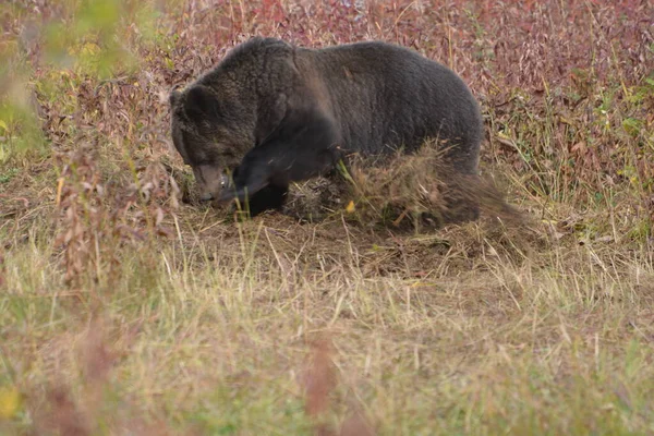 Grizzly Bear Feeding Elk Carcass — Stock Photo, Image