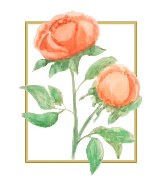 Akvarell Vektor Virágok Festett Akvarell Virágok Bézs Vagy Krémszínű Bazsarózsa — Stock Vector