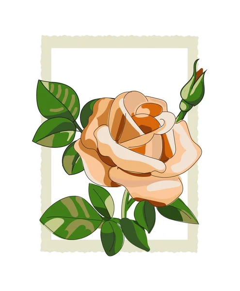 Finom Bézs Rózsa Virág Zöld Levelek Rügyek Vektor Illusztráció Vázlatos — Stock Vector