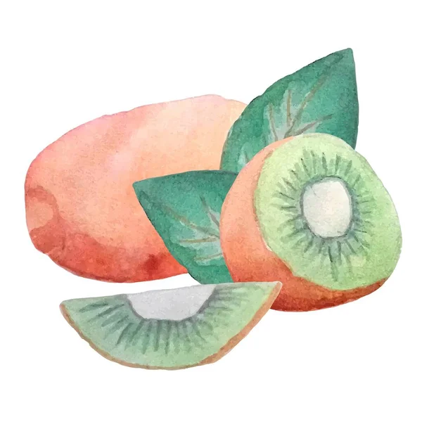 Sketch Illustration White Background Watercolor Kiwi Fruit Whole Half Leaves — Stock Vector