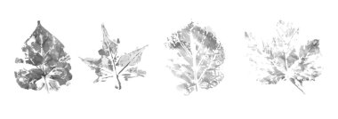 Koleksiyon siyah ve beyaz yapraklar beyaz arka planda klasik tarzda iz bırakırlar. Vektör grunge dokusu. Bitki. İzole edilmiş vektör dokusu. Kış ve sonbahar arkaplanı için tasarım ögesi, duvar kağıdı.