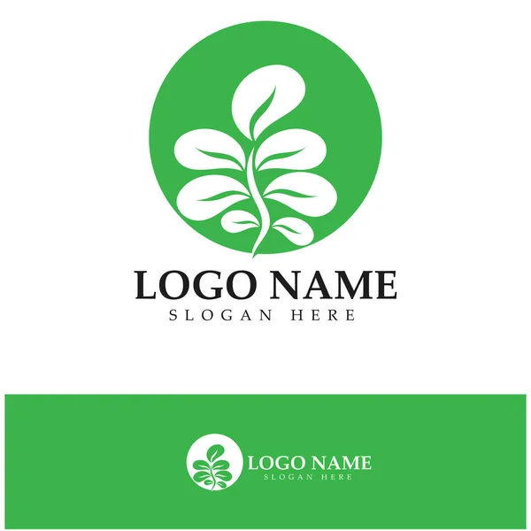 Logotipo Hoja Moringa Verde Para Los Ingredientes Base Hierbas Agricultura — Archivo Imágenes Vectoriales