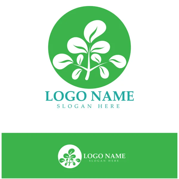 Logo Feuille Moringa Vert Pour Les Ingrédients Base Plantes Agriculture — Image vectorielle