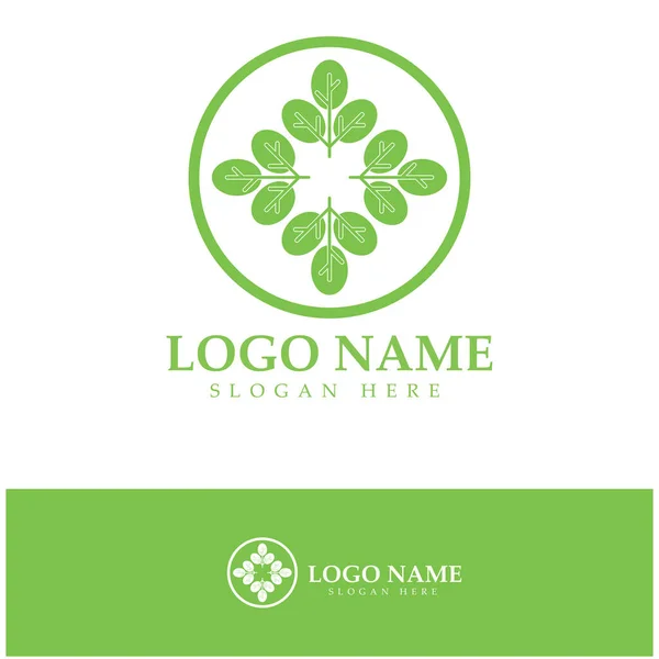 Logotipo Hoja Moringa Verde Para Los Ingredientes Base Hierbas Agricultura — Archivo Imágenes Vectoriales