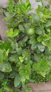 AMAZING GREEN IN THE WORD 