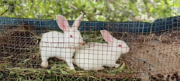 Best Couple Rabbit Tamil Nadu India — Foto Stock