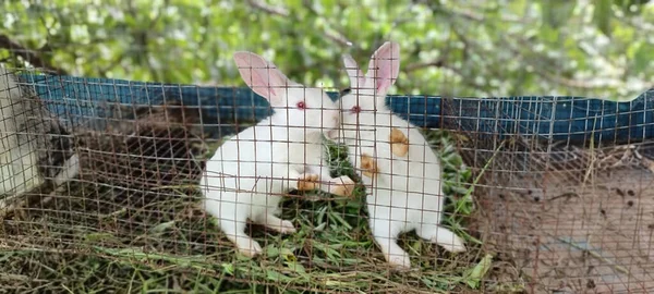 Best Couple Rabbit Tamil Nadu India — 图库照片