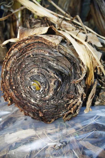 close up look of dried banana tree bark