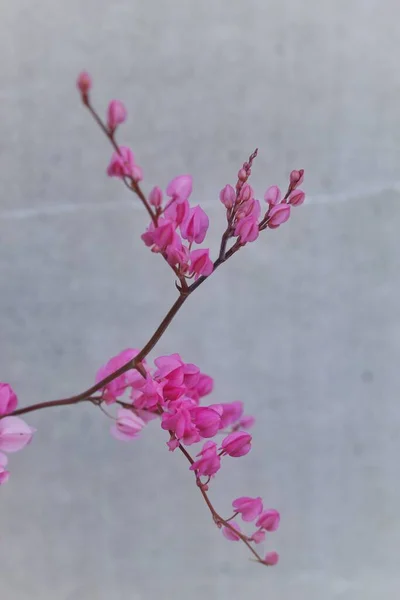 close up view of pink coral vine blossom 