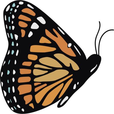 Güzel Kelebek etiketi ve resimli.