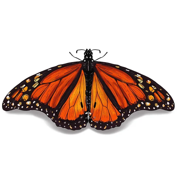 Hermosa Etiqueta Mariposa Con Imágenes Ilustración — Foto de Stock