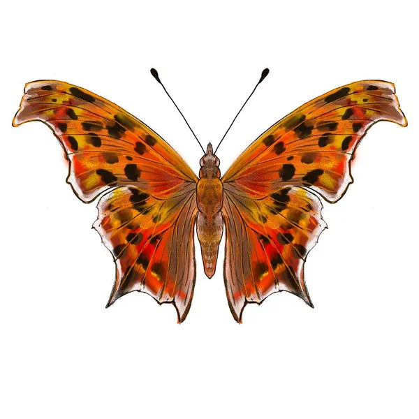 Mooie Butterfly Sticker Met Illustratie Afbeeldingen — Stockfoto