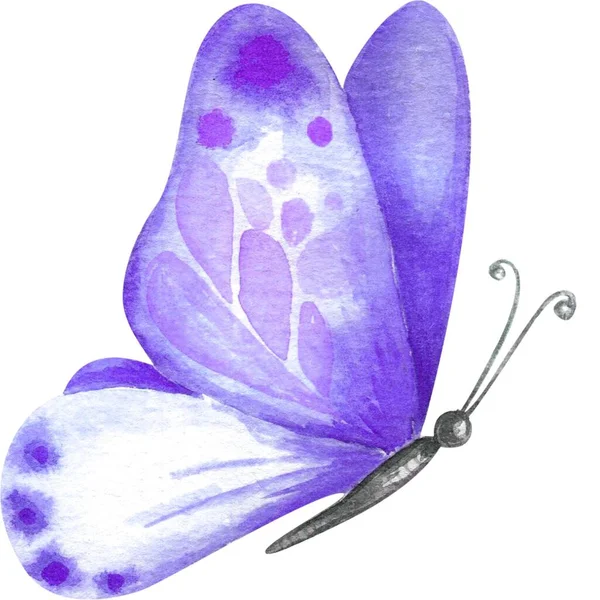 Красива Наклейка Метелика Ілюстраціями — стокове фото