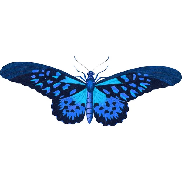 Mooie Butterfly Sticker Met Illustratie Afbeeldingen — Stockfoto