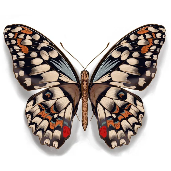 Mooie Butterfly Sticker Met Illustratie Afbeeldingen — Stockfoto