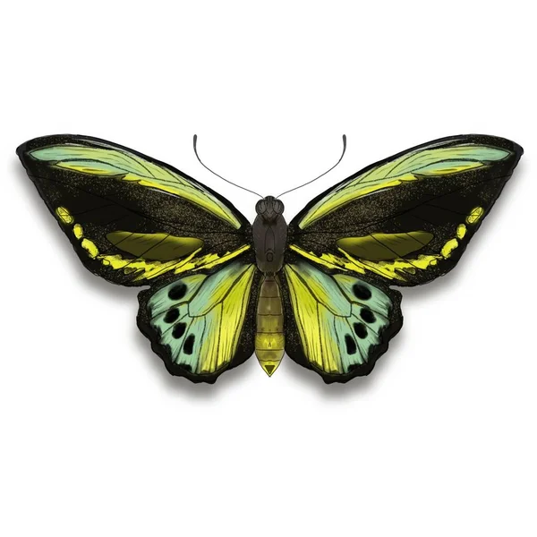 Mooie Butterfly Sticker Met Illustratie Afbeeldingen — Stockfoto